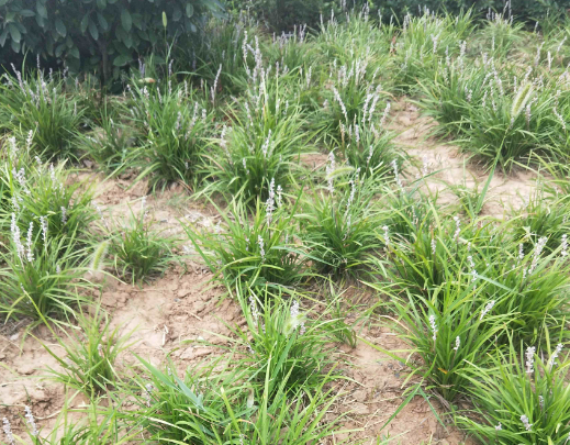 麦冬泡水喝有什么功效和作用?麦冬的功效与作用及禁忌-母婴网